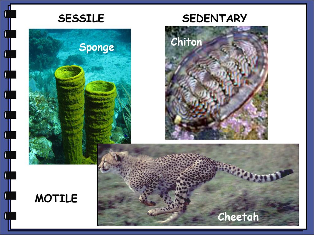 Introduction to animals - ppt download