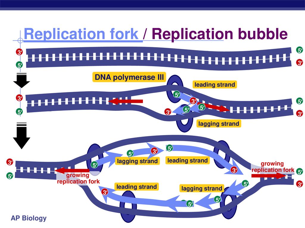 Chapter 16 DNA Replication - ppt download