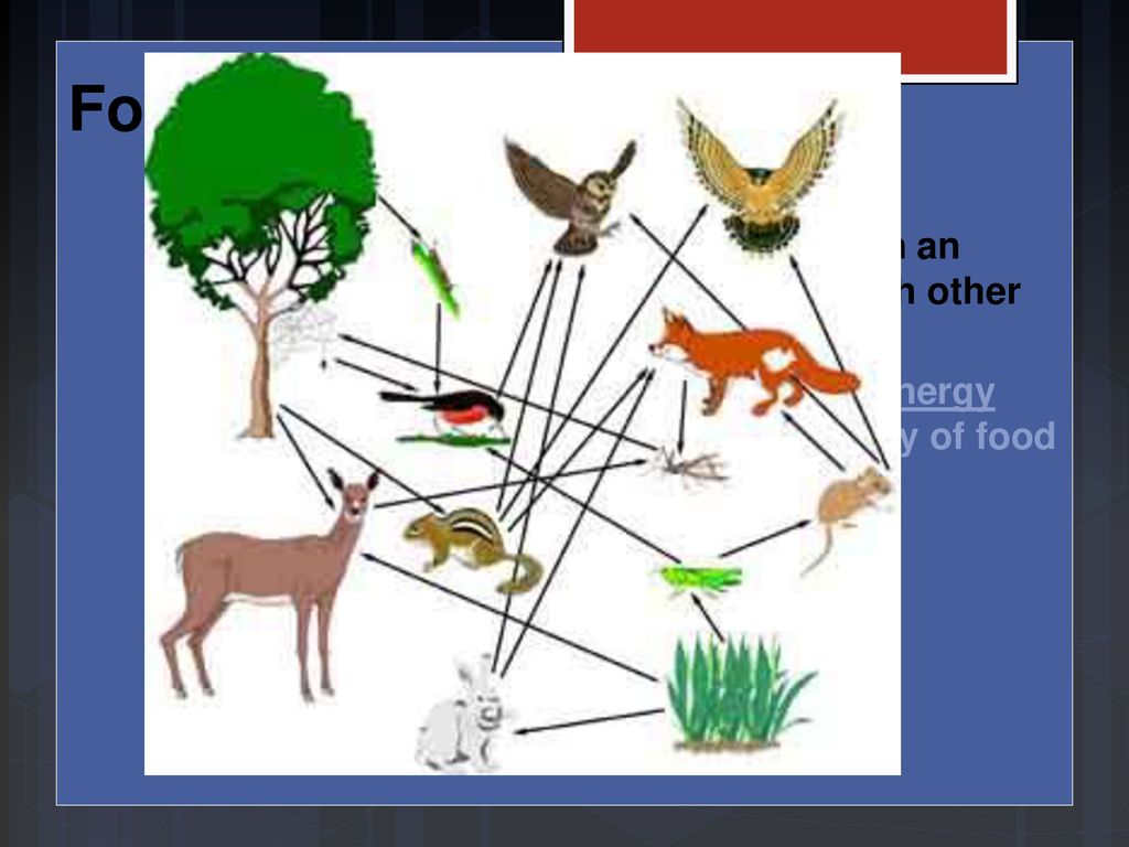 Урок пищевые связи в природных сообществах. Пищевые цепи и сети в биоценозе. Растения в трофической цепи. Пищевая сеть экосистемы Луга. Пищевая цепочка экосистемы.