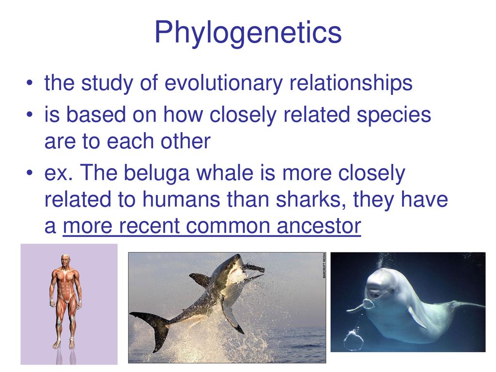 Phylogenetics the study of evolutionary relationships
