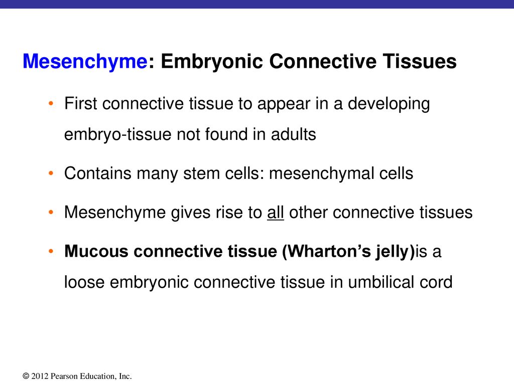 Embryonic Connective Tissue Versus Mature Connective Tissue