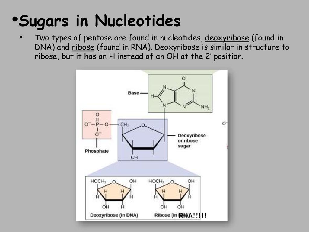 Chapter 3 Macromolecules Ppt Download