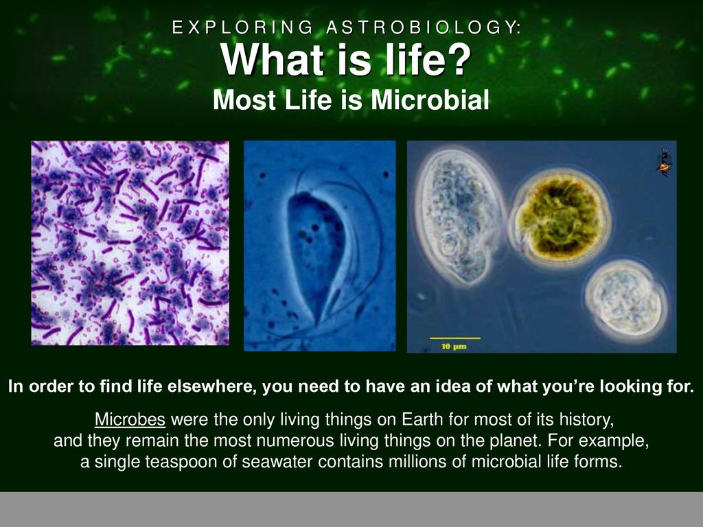 Most Life is Microbial Heading – Bacteria, Image 1 – Bacteria ...