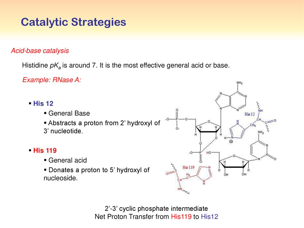 acid base enzyme catalysis