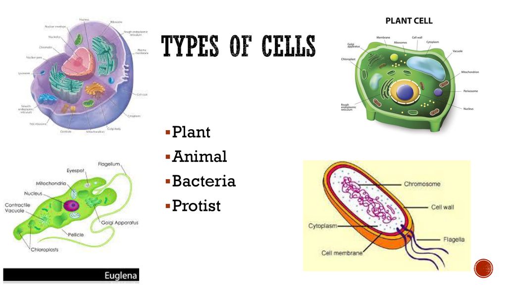 .2 Analyze and interpret data from observations to describe different  types of cells and classify cells as plant, animal, protist, or bacteria. -  ppt download