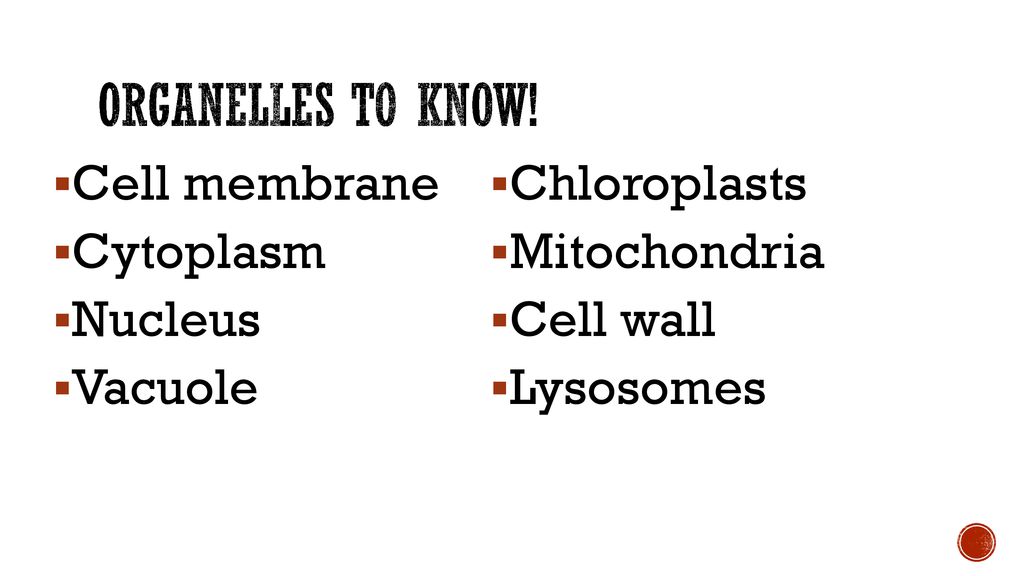 Organelles to know! Cell membrane Chloroplasts Cytoplasm Mitochondria