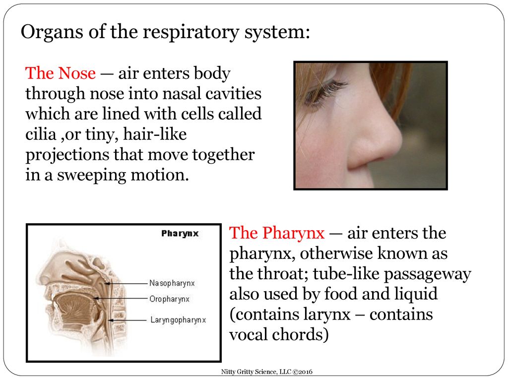 HUMAN BODY PART ppt download