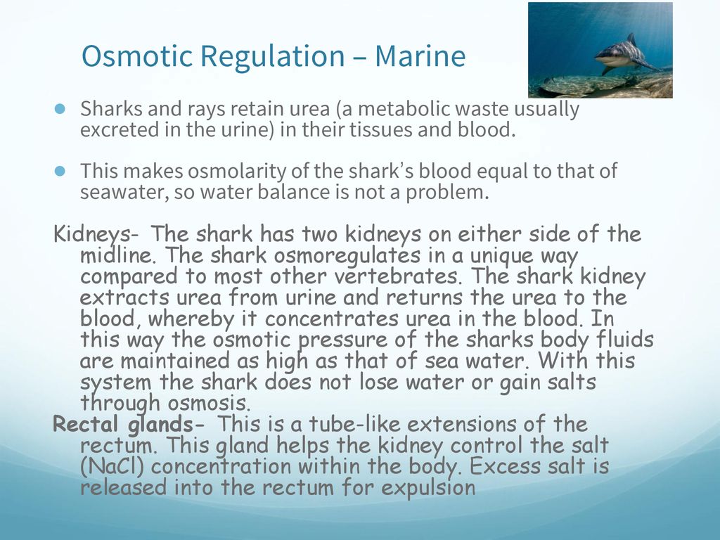 Homeostasis Osmosis & Diffusion ppt download