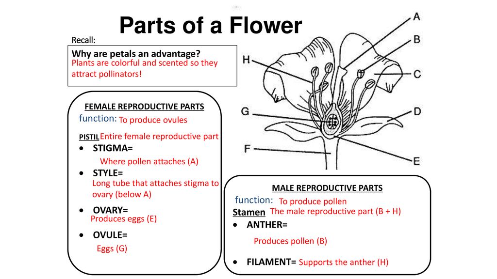 Stigma перевод. Stigma Flower. Flower main Parts. Parts of Flower. Parts of a Flower and its functions.