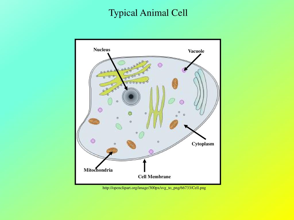 Download Differences And Similarities Between Plant And Animal Cells Ppt Download