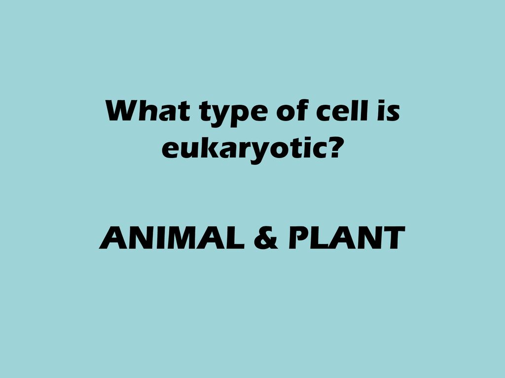 What type of cell is eukaryotic