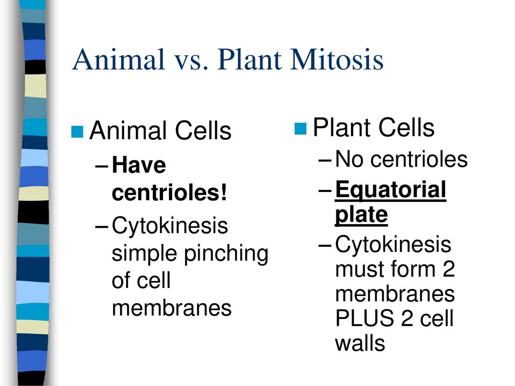 Comparing Plant & Animal Cells - ppt download