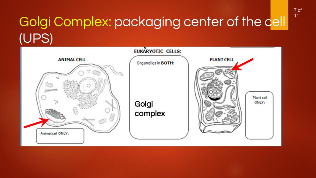 Golgi Complex: packaging center of the cell (UPS)