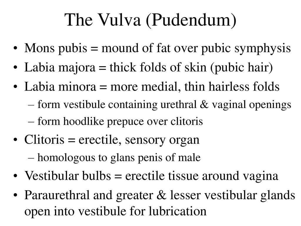 Chapter 27 The Male Reproductive System Ppt Download