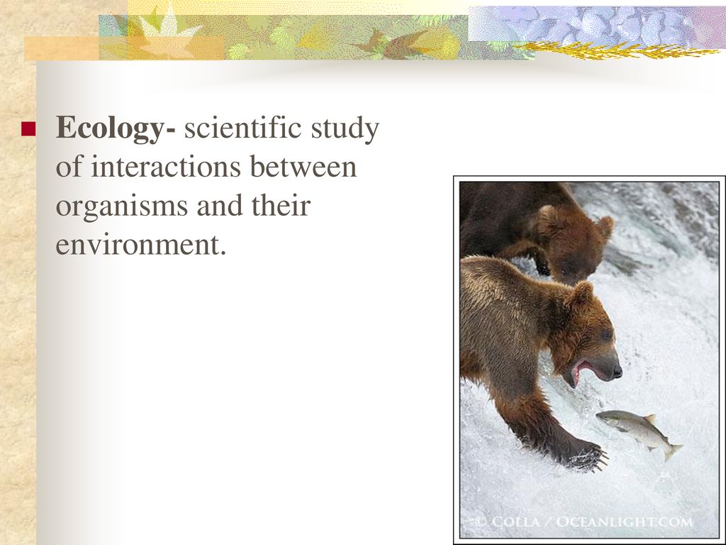 Ecology …the study of how organisms interact with each other and their  environments. - ppt download
