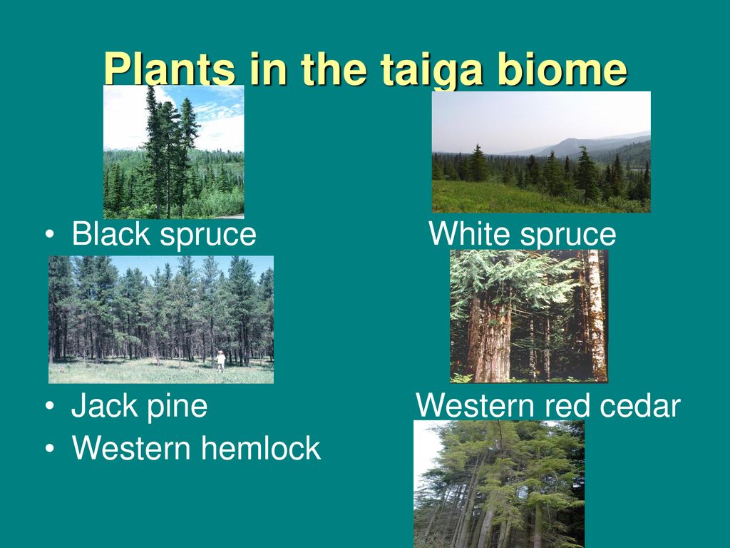 What Are Some Flowers Found in the Taiga?