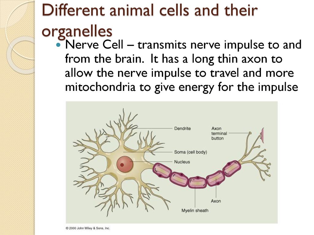 Cells and their organelles - ppt download