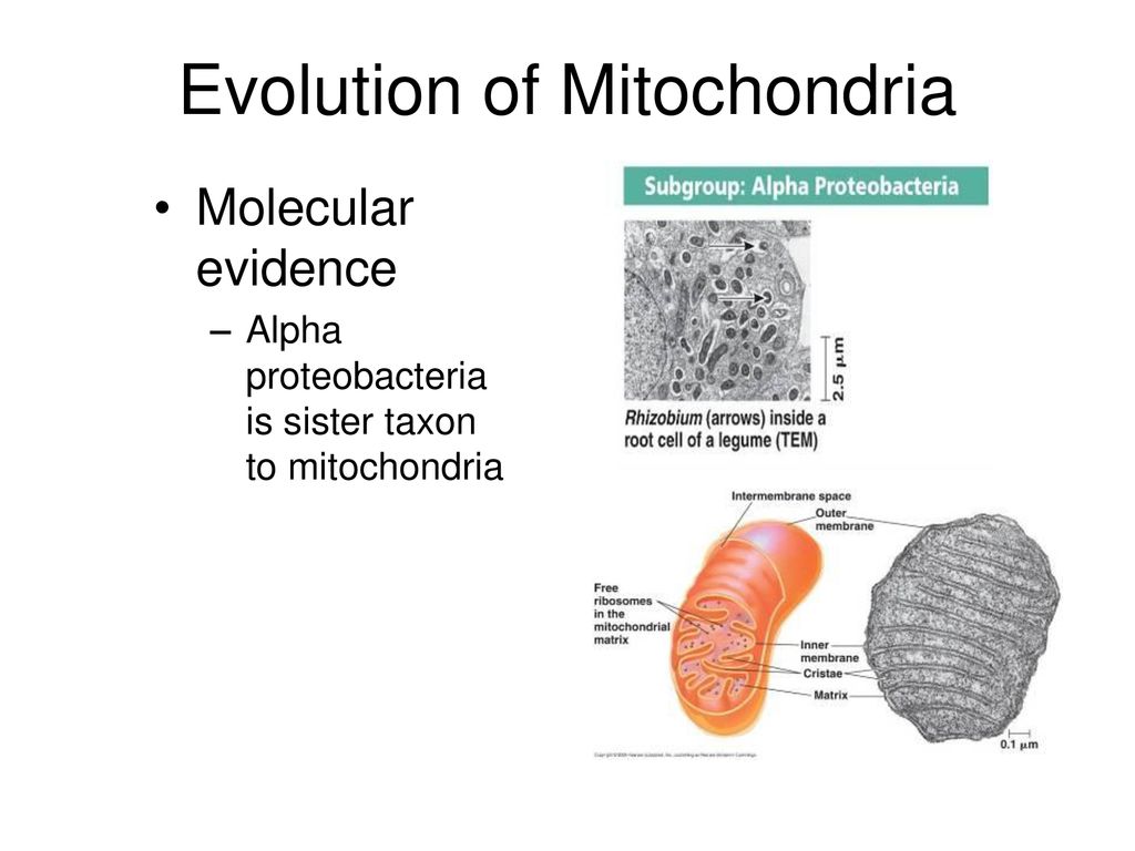 Protist Evolution BIOL Ppt Download