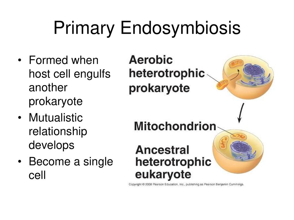 Protist Evolution BIOL ppt download