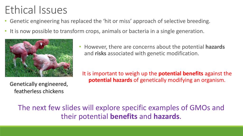 Issues With Genetic Manipulation - ppt download