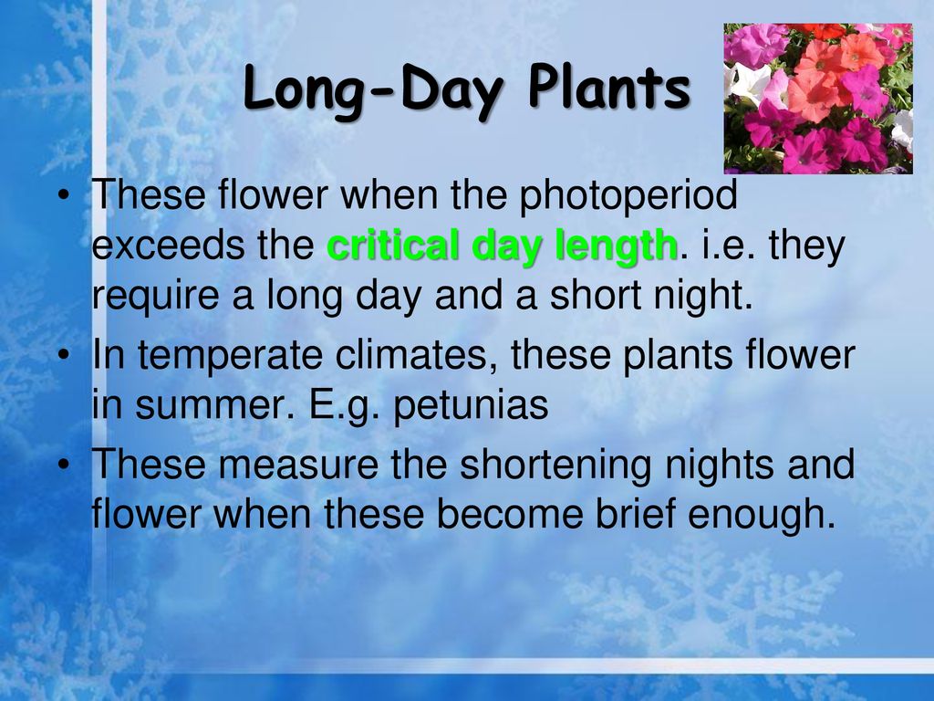 Photoperiodism in Plants - ppt download