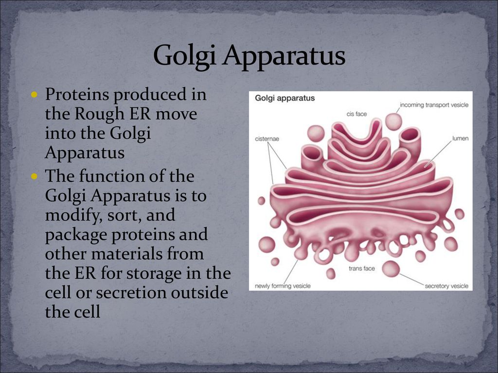 Eukaryotic Cell Structures Biology Diagrams