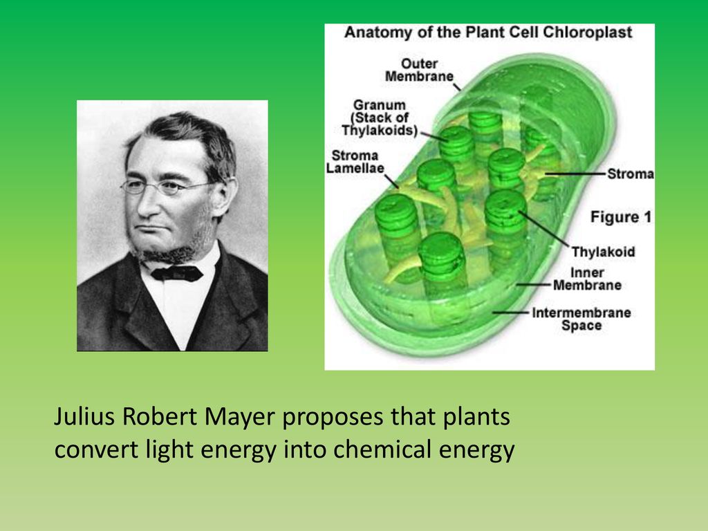 Energy and Life Intro to Photosynthesis - ppt download