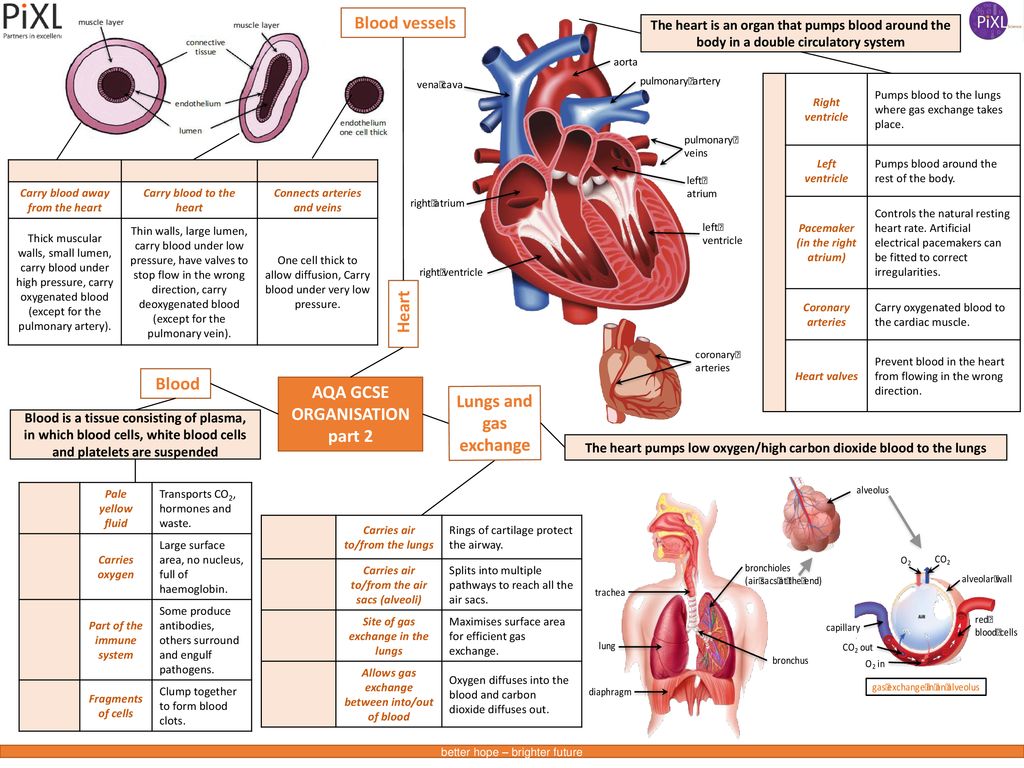 Blood Vessels Heart Blood Aqa Gcse Organisation Part 2 Ppt Download