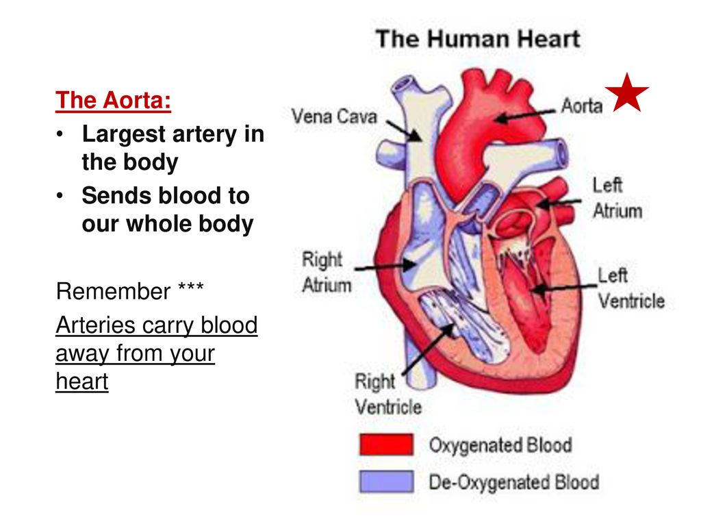 Правое предсердие аорта левый желудочек легкие левое. Желудочки сердца анатомия. Сердце анатомия желудочки и предсердия. Строение желудочков сердца. Строение сердца желудочки предсердия.