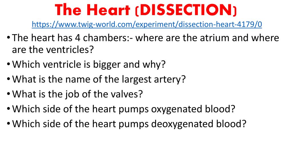 The Heart (DISSECTION)