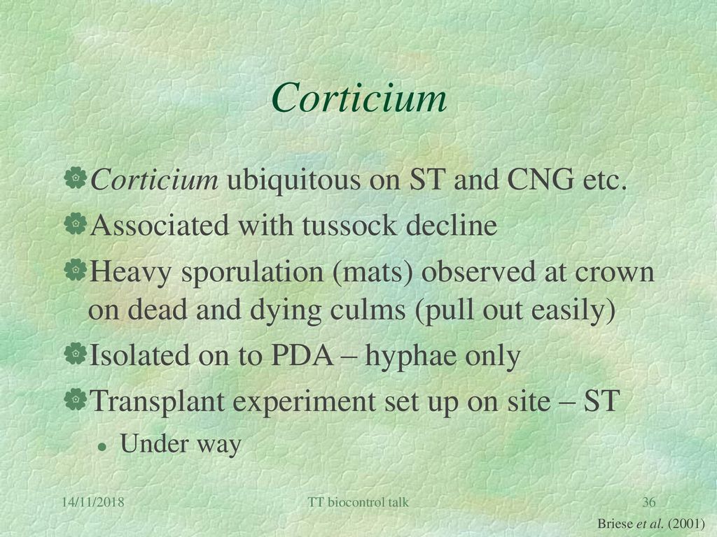 Corticium Corticium ubiquitous on ST and CNG etc.