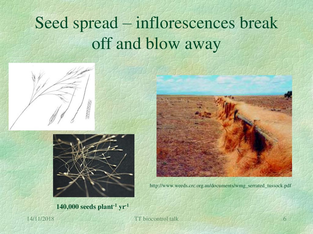 Seed spread – inflorescences break off and blow away