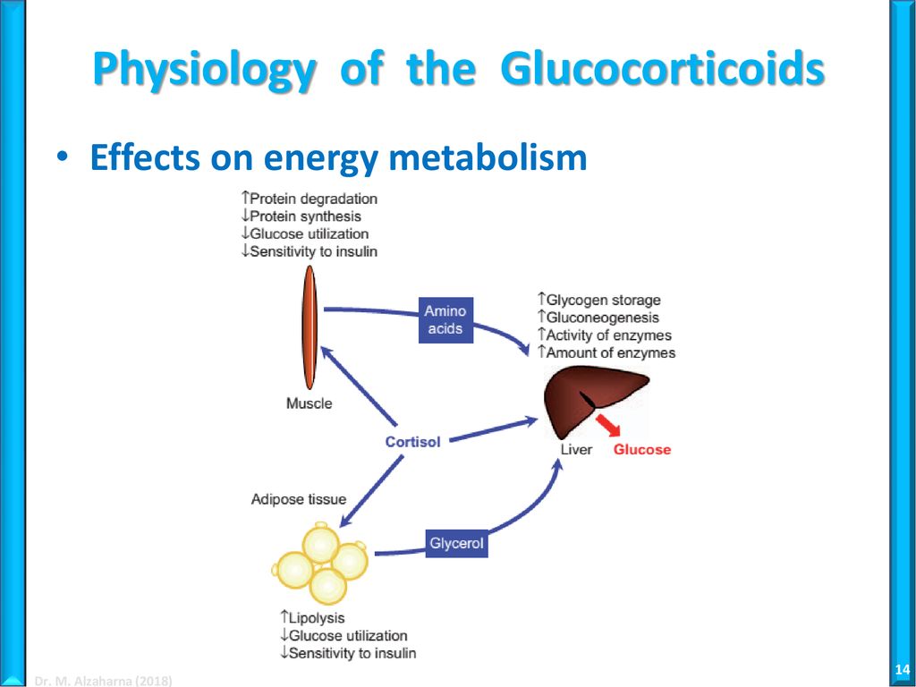 Physiology of the Glucocorticoids