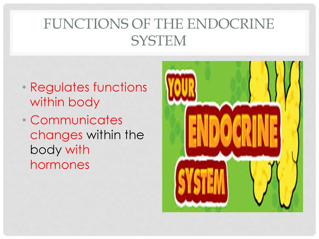 Endocrine Immune and Lymphatic systems Biology Diagrams