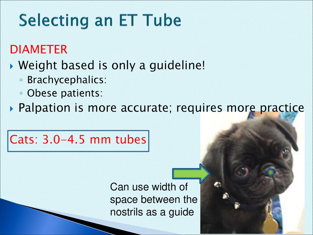 Endotracheal Intubation Of Dogs And Cats Anesthetist Ppt Download Endotracheal Intubation Of Dogs And Cats Anesthetist Ppt Download
