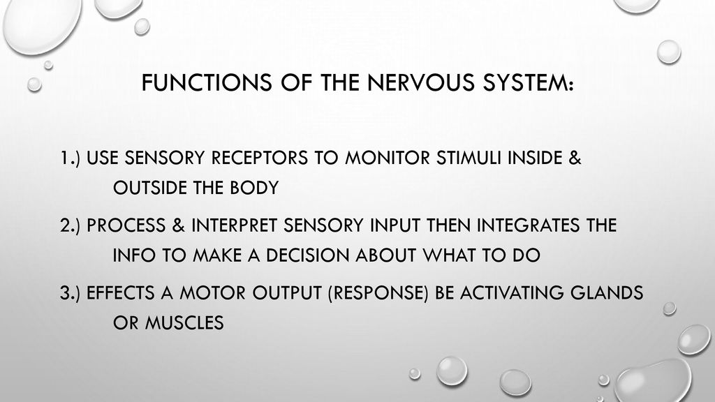 Chapter 7 The Nervous System. - ppt download