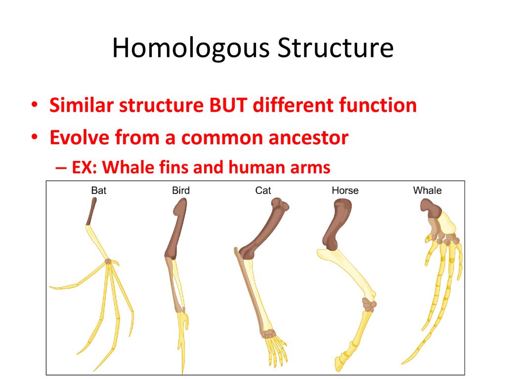 Evolution. - ppt download