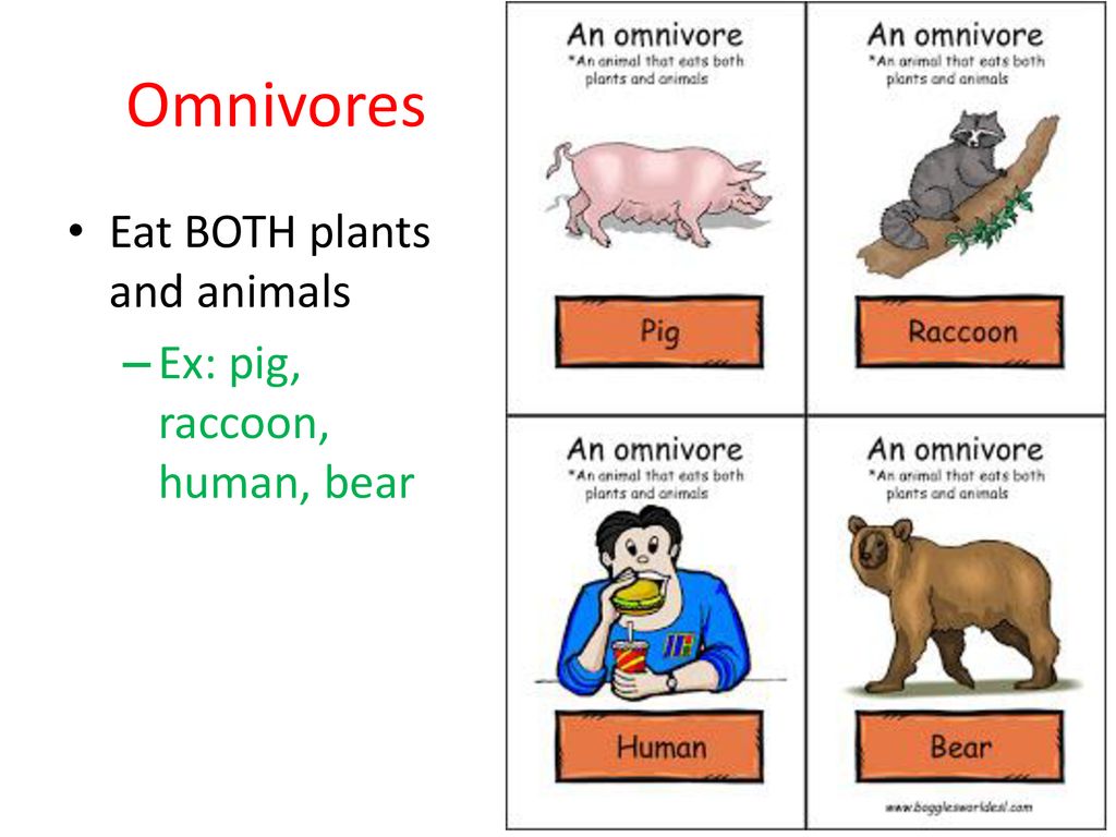 Ecology Terms and Definitions. Biology Diagrams