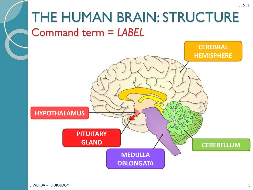 Human structure. Human Brain structure. Physical structure of the Human Brain. Hart/Brain-модем.