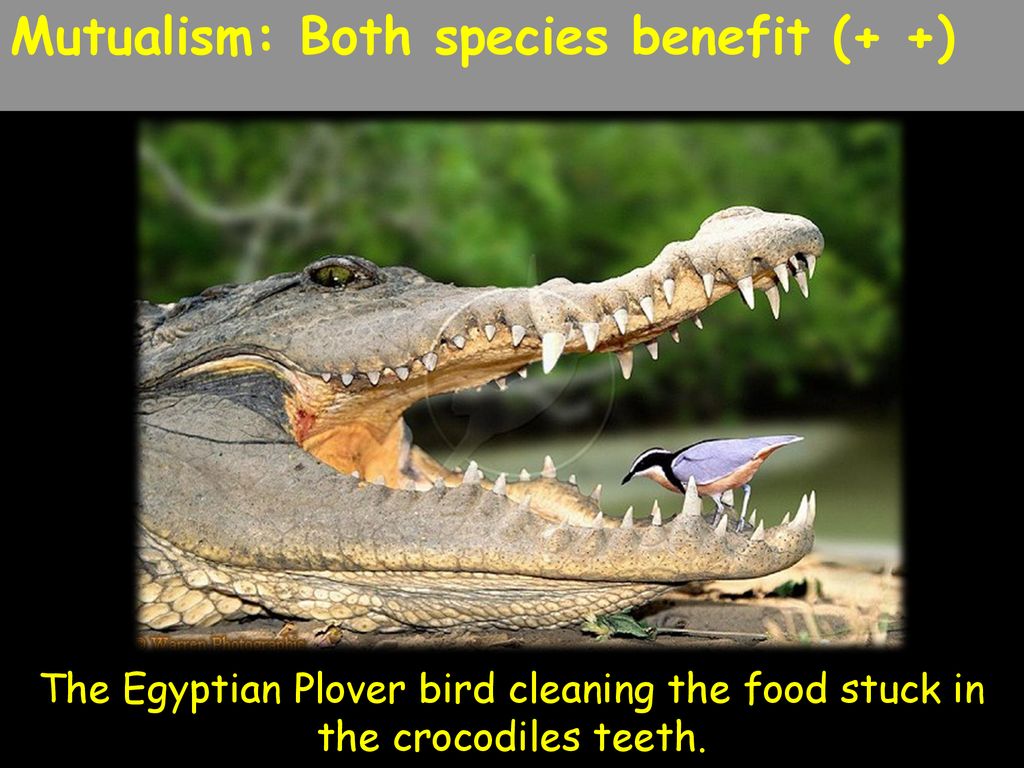 Symbiotic Relationships - ppt download