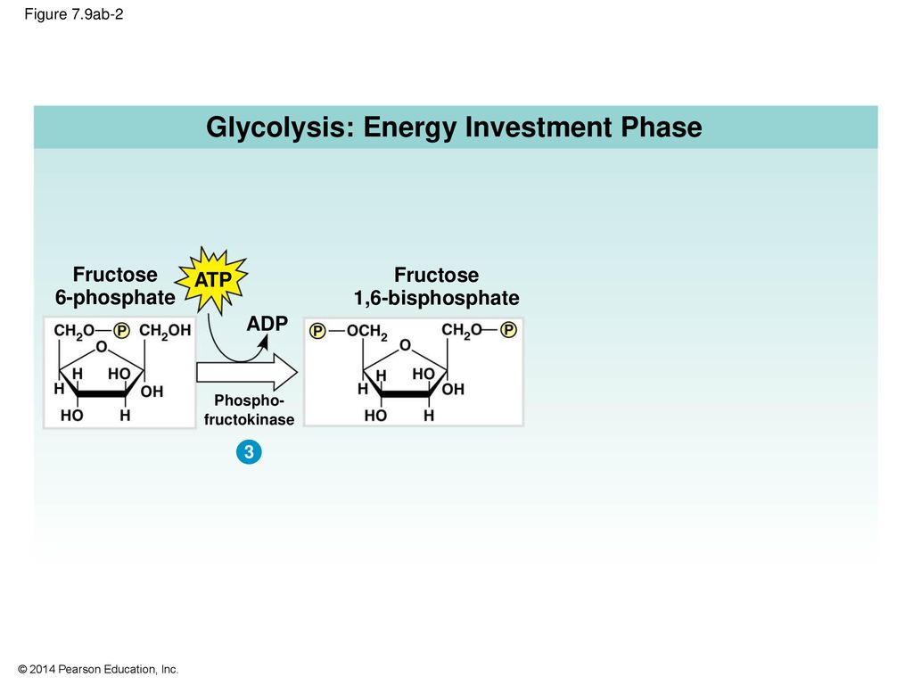 Cellular Respiration and Fermentation - ppt download