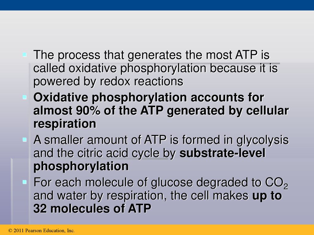 The process that generates the most ATP is called oxidative phosphorylation because it is powered by redox reactions