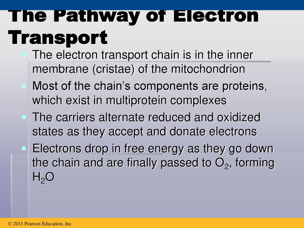 The Pathway of Electron Transport