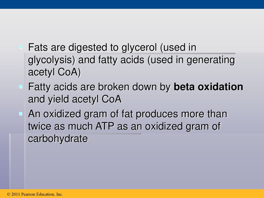 Fatty acids are broken down by beta oxidation and yield acetyl CoA