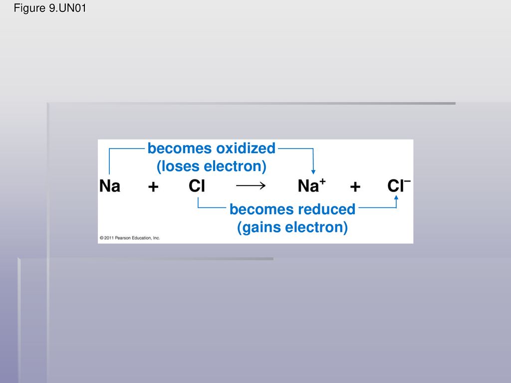 becomes oxidized (loses electron) becomes reduced (gains electron)