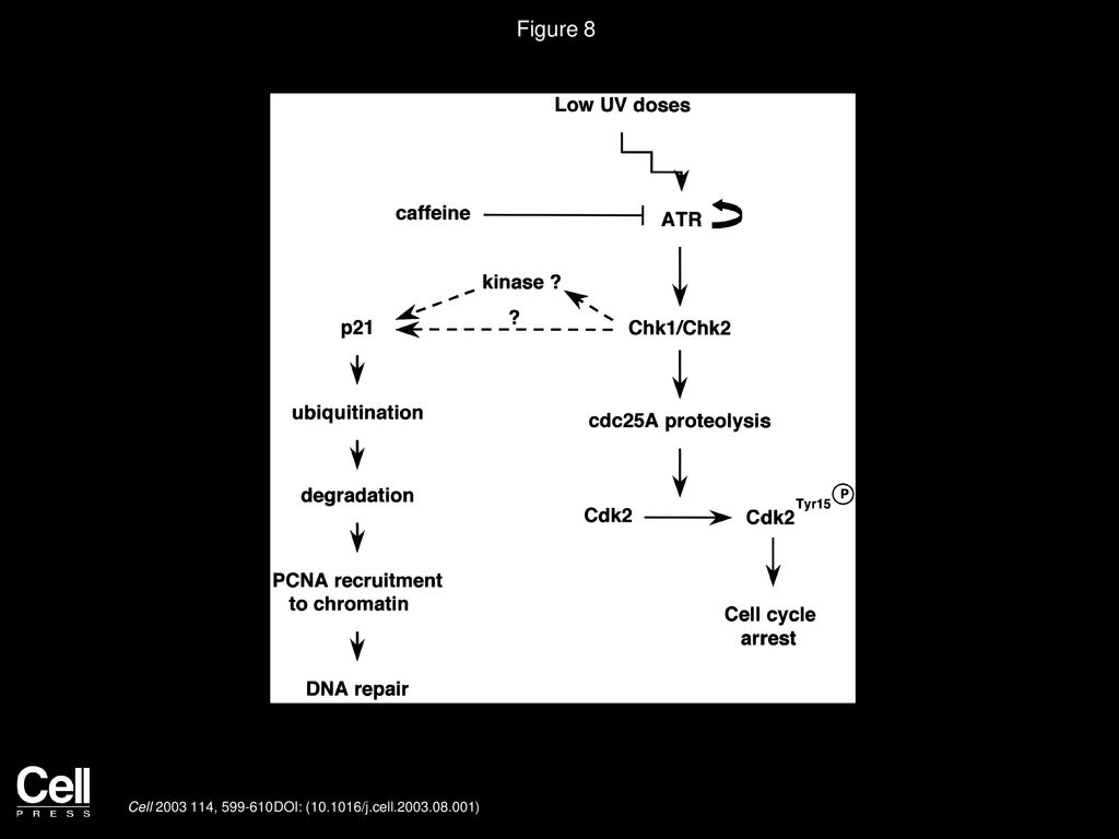 Volume 114, Issue 5, Pages (September 2003) Biology Diagrams