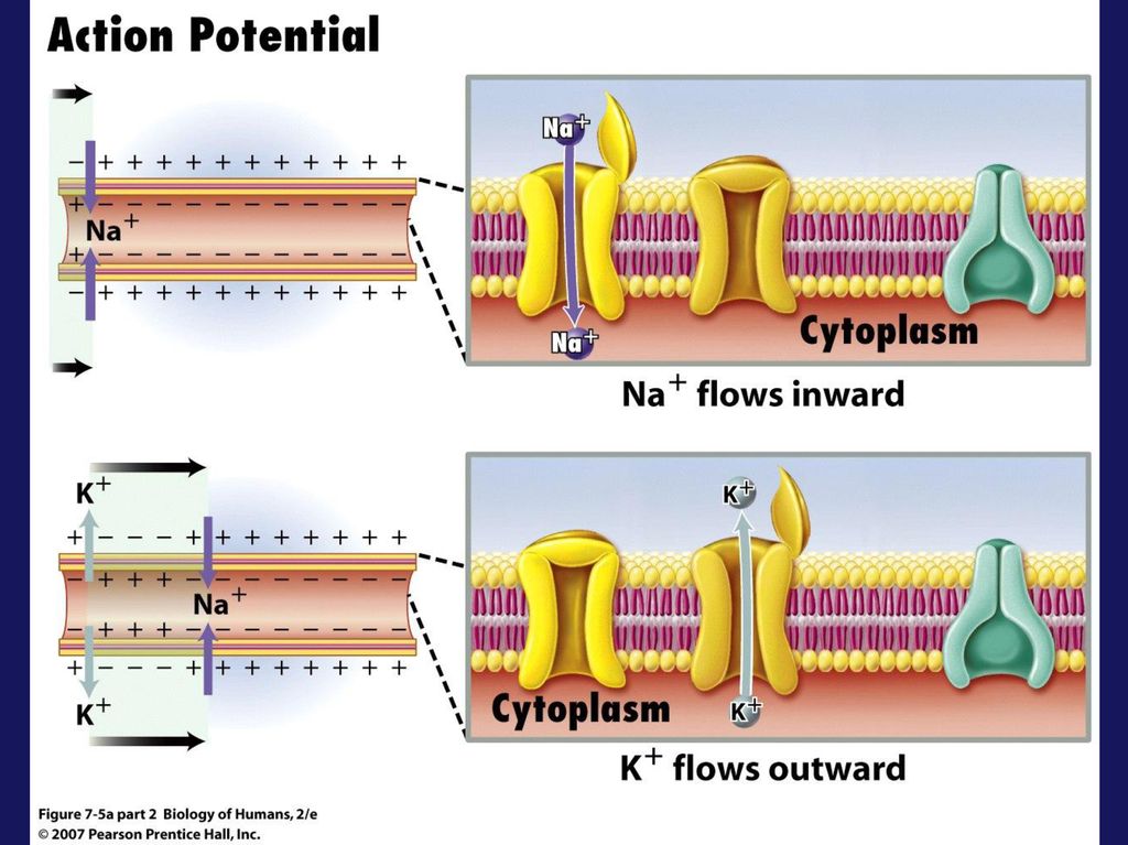 Image result for action potential"