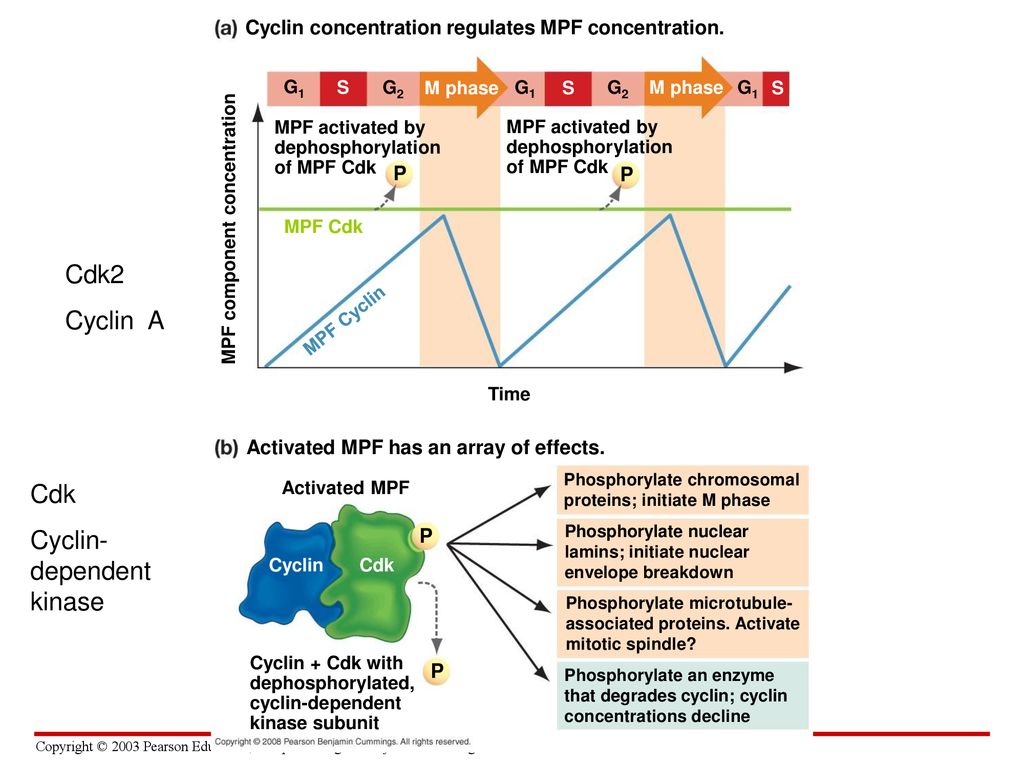 The Cellular Basis of Reproduction and Inheritance Biology Diagrams