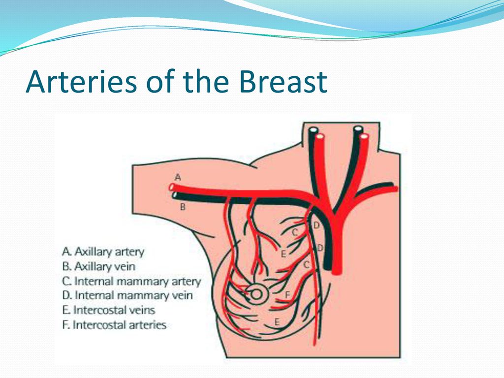 Arteries of the Breast