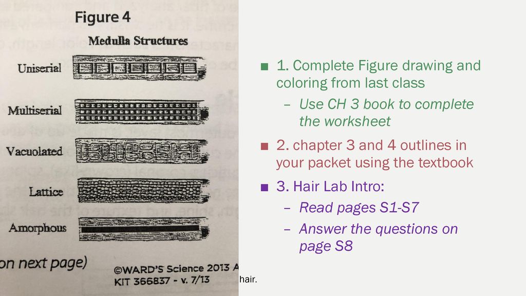 Forensics Chapter 3 Hair Ppt Download